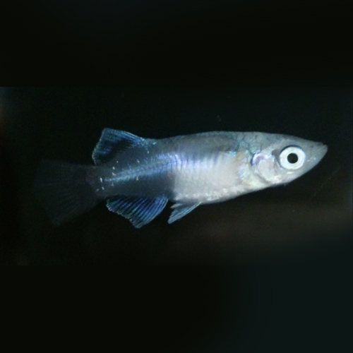 風流園 / 螺鈿光【ヒカリ体型】 弱光:5匹/強光:5匹/スーパー光:3匹