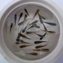 おまかせメダカ(ミックス)産卵用浮き付き