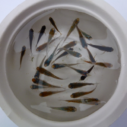 おまかせメダカ(ミックス)産卵用浮き付き